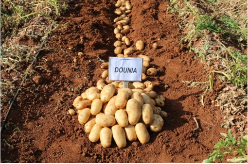 Pomme de terre Dounia — semence certifiée LSA, distribuée par NEGANOR