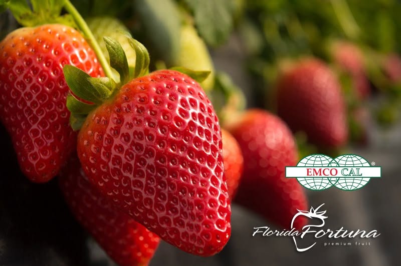 Plants de fraisier Florida Fortuna — Lassen Canyon, distribués par NEGANOR