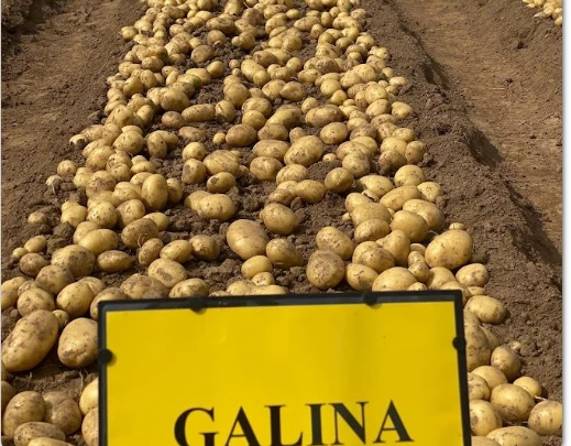 Pomme de terre Galina — semence certifiée LSA, distribuée par NEGANOR