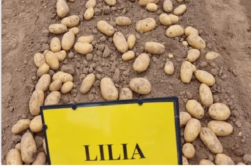 Pomme de terre Lilia — semence certifiée LSA, distribuée par NEGANOR