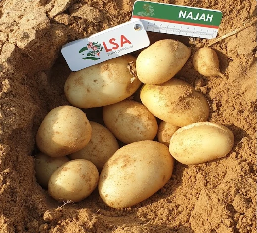 Pomme de terre Najah — semence certifiée LSA, distribuée par NEGANOR