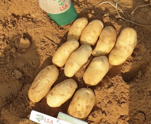 Pomme de terre Selena — semence certifiée LSA, distribuée par NEGANOR