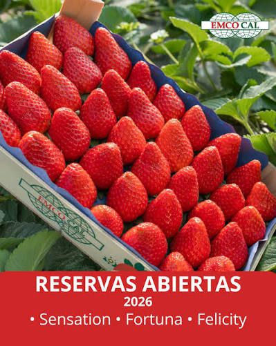 Plants de fraisier Fortuna, Sensation, Felicity — Lassen Canyon, distribués par NEGANOR